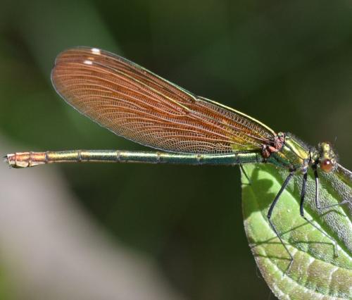 Réf. 274 297 : Calopteryx virgo